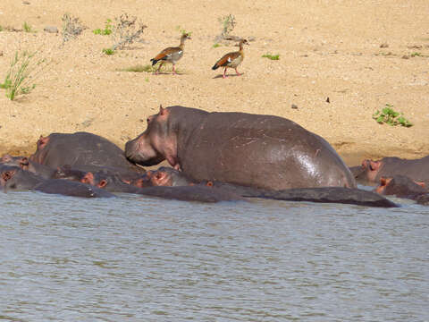 Image of Common Hippopotamus