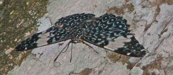 صورة Hamadryas amphinome Linnaeus 1767