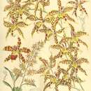 Image of Oncidium leeanum (Rchb. fil.) M. W. Chase & N. H. Williams