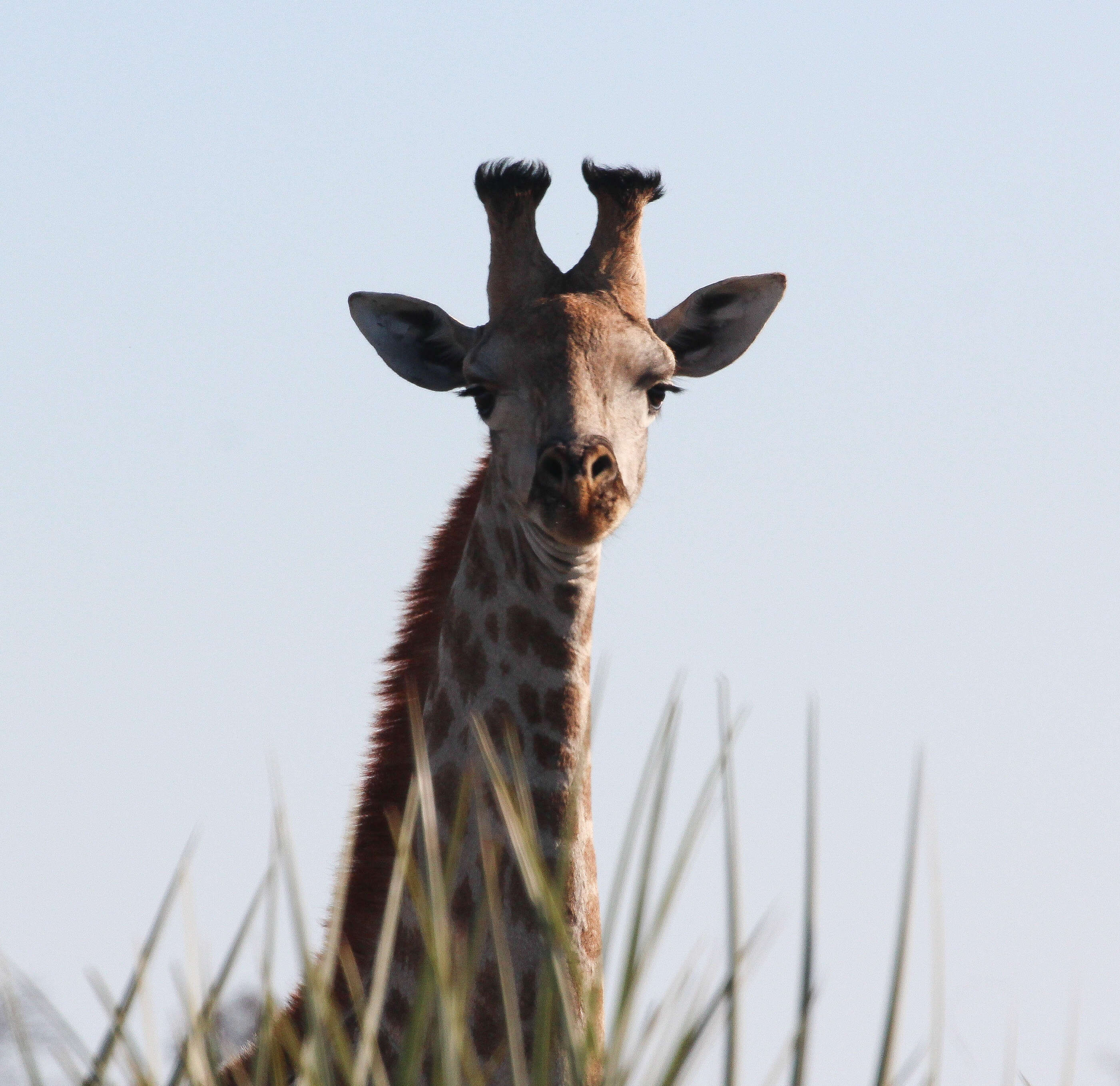 Image of Southern giraffe