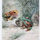 Image of Argentina Horned Frog