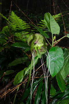 Image of Tacca subflabellata