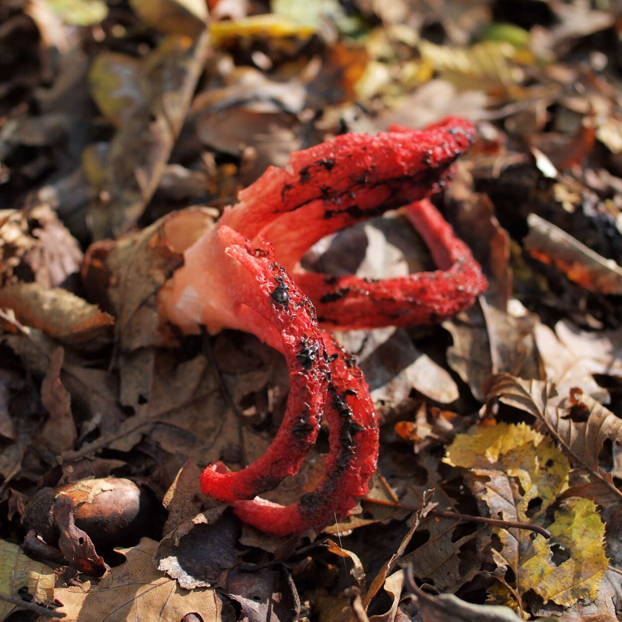 Imagem de Clathrus archeri (Berk.) Dring 1980