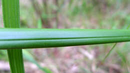 Image of round sawsedge