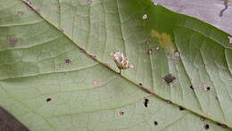 Image of Myrcia obversa (D. Legrand) E. Lucas & C. E. Wilson