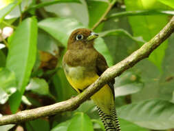 Image of Trogon Brisson 1760