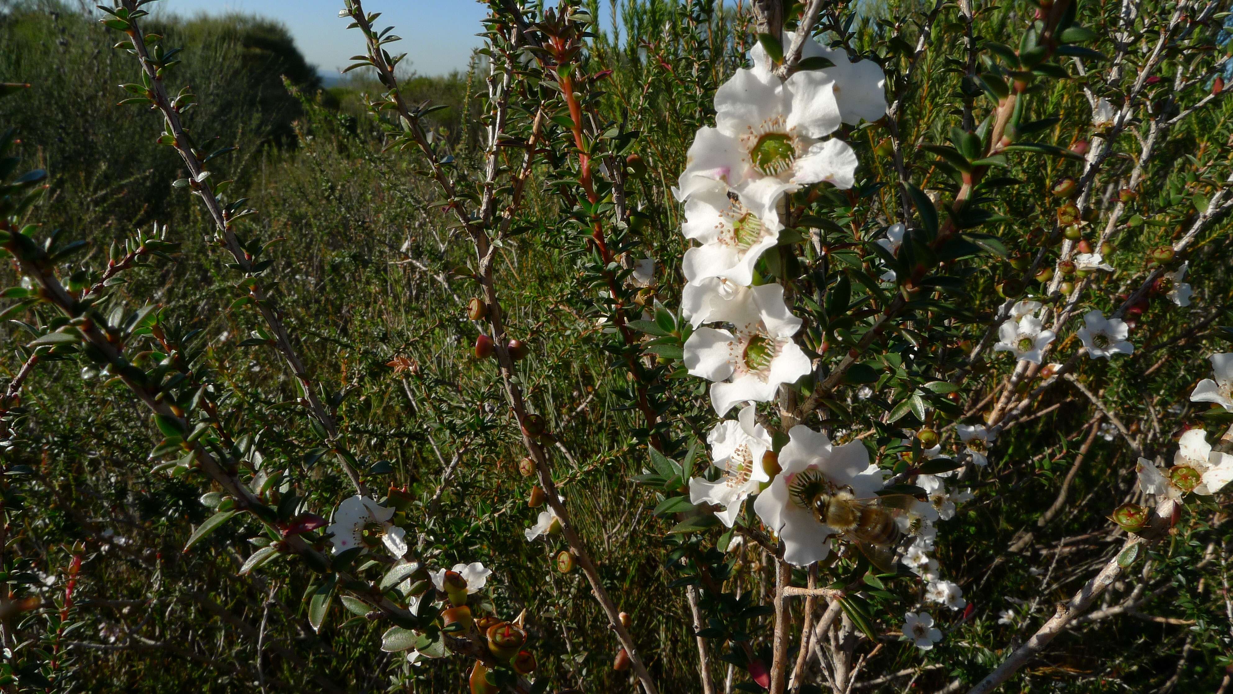 Image of Pink Tea Tree