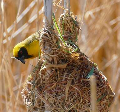 Image of African Masked Weaver