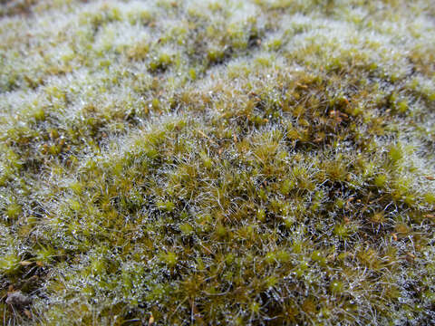 Image of campylopus moss