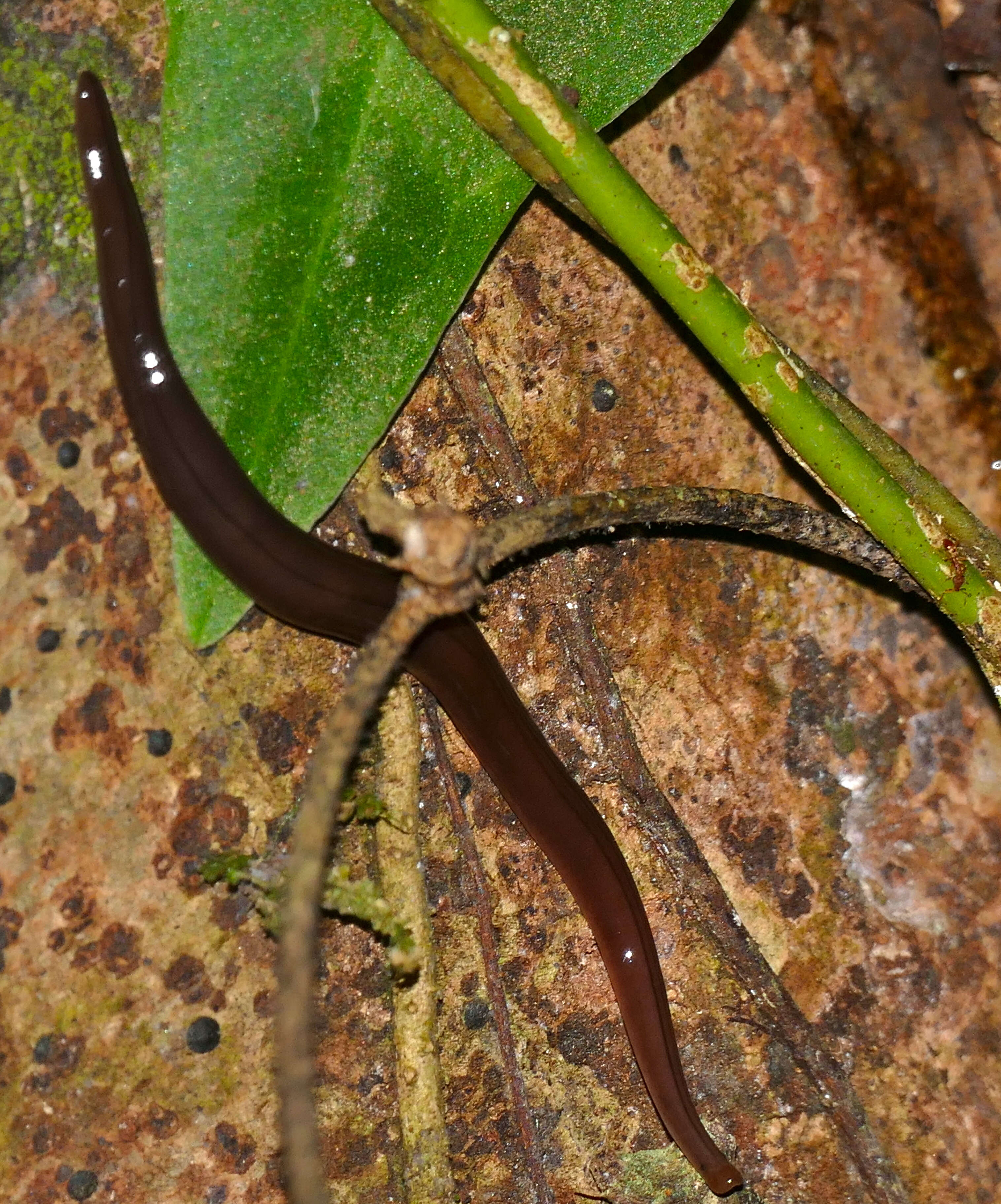 Image of ribbon worms