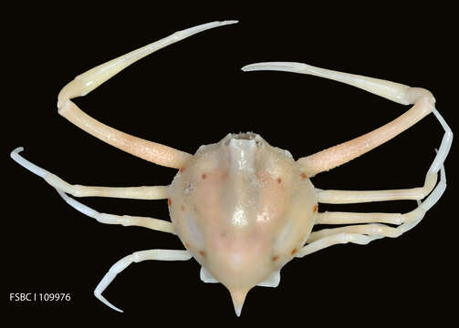 Image of Acanthilia Galil 2000