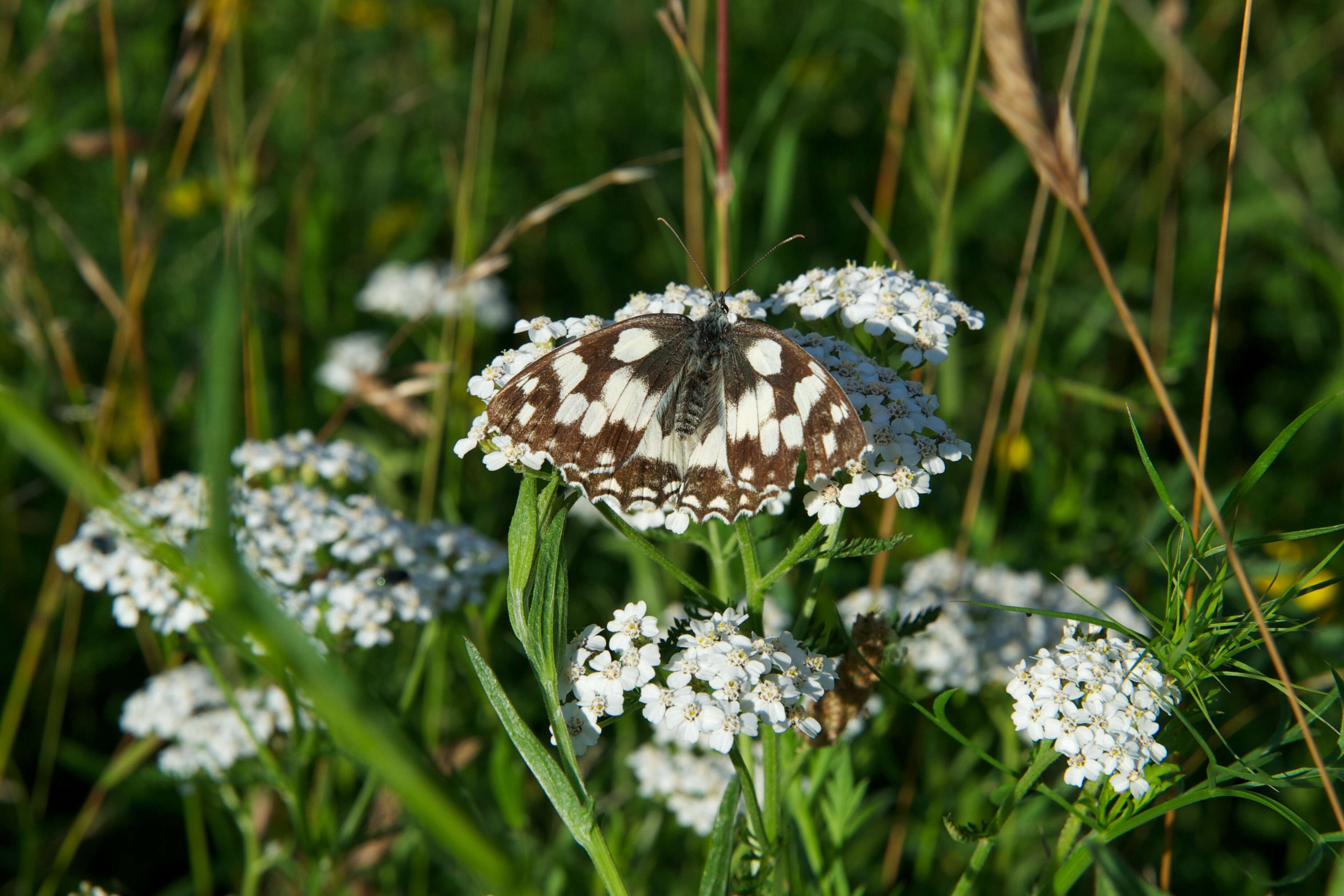 Image of Melanargia