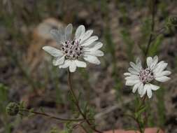 Image de Blepharipappus