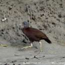 Image of Chestnut Rail