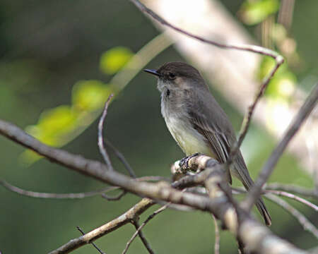 Image of Eastern Phoebe