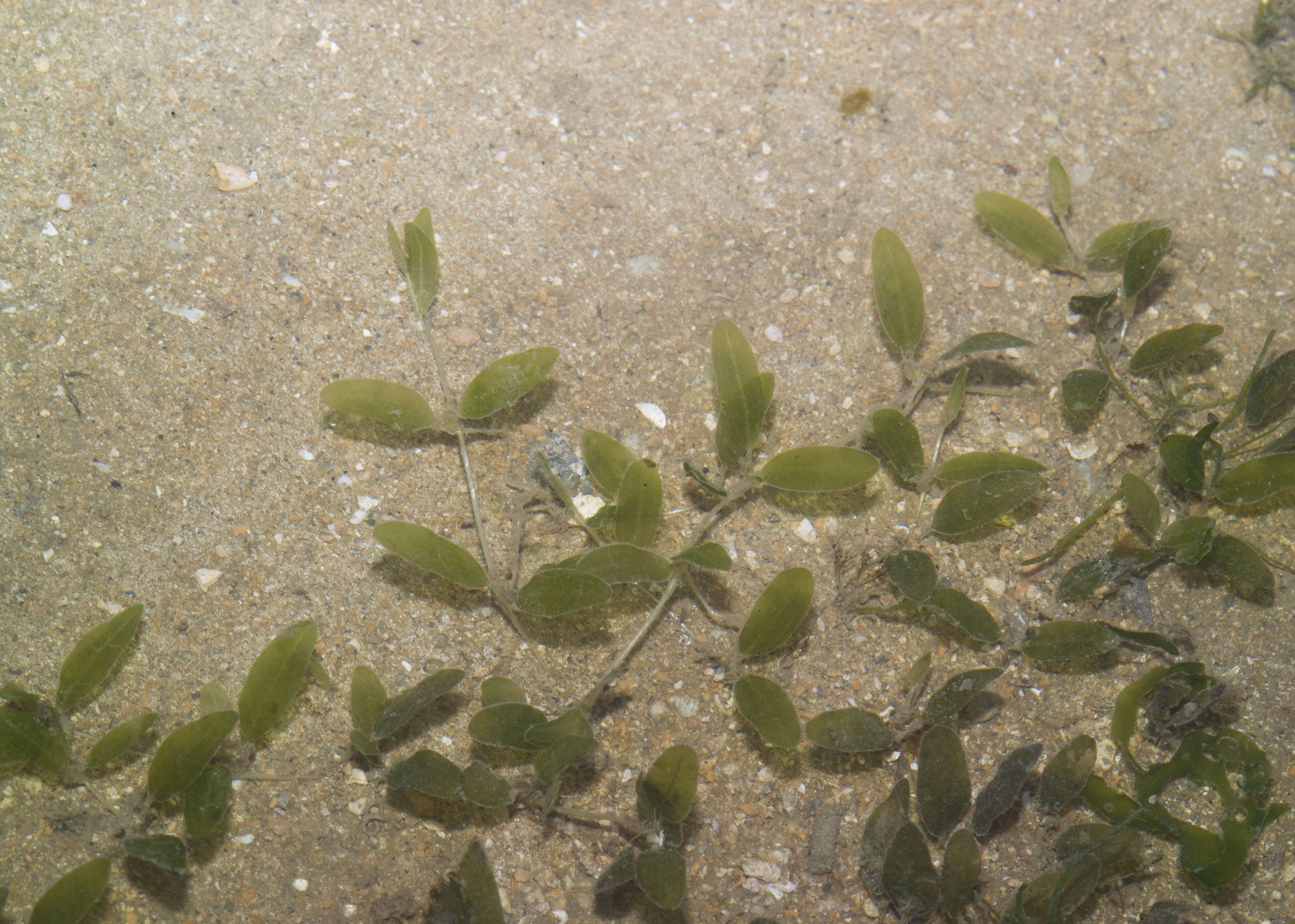 Image of seagrass