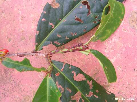 Image of Erythroxylum mucronatum Benth.