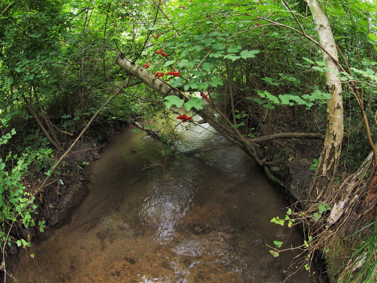 Image of Guelder Rose