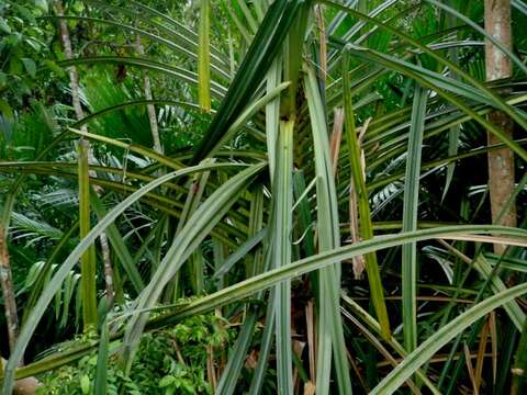 Image of Pandanus helicopus Kurz ex Miq.