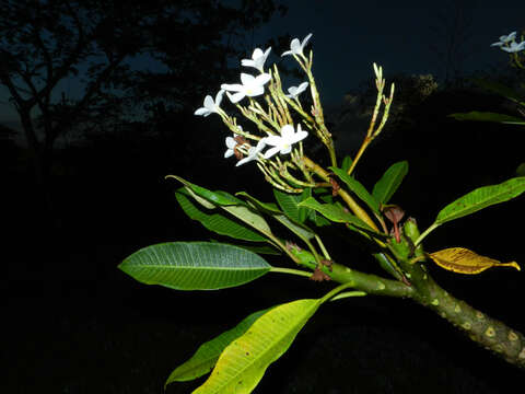 Image de Plumeria rubra L.