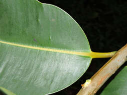 Image of calophyllum