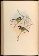 Image de Parus Linnaeus 1758