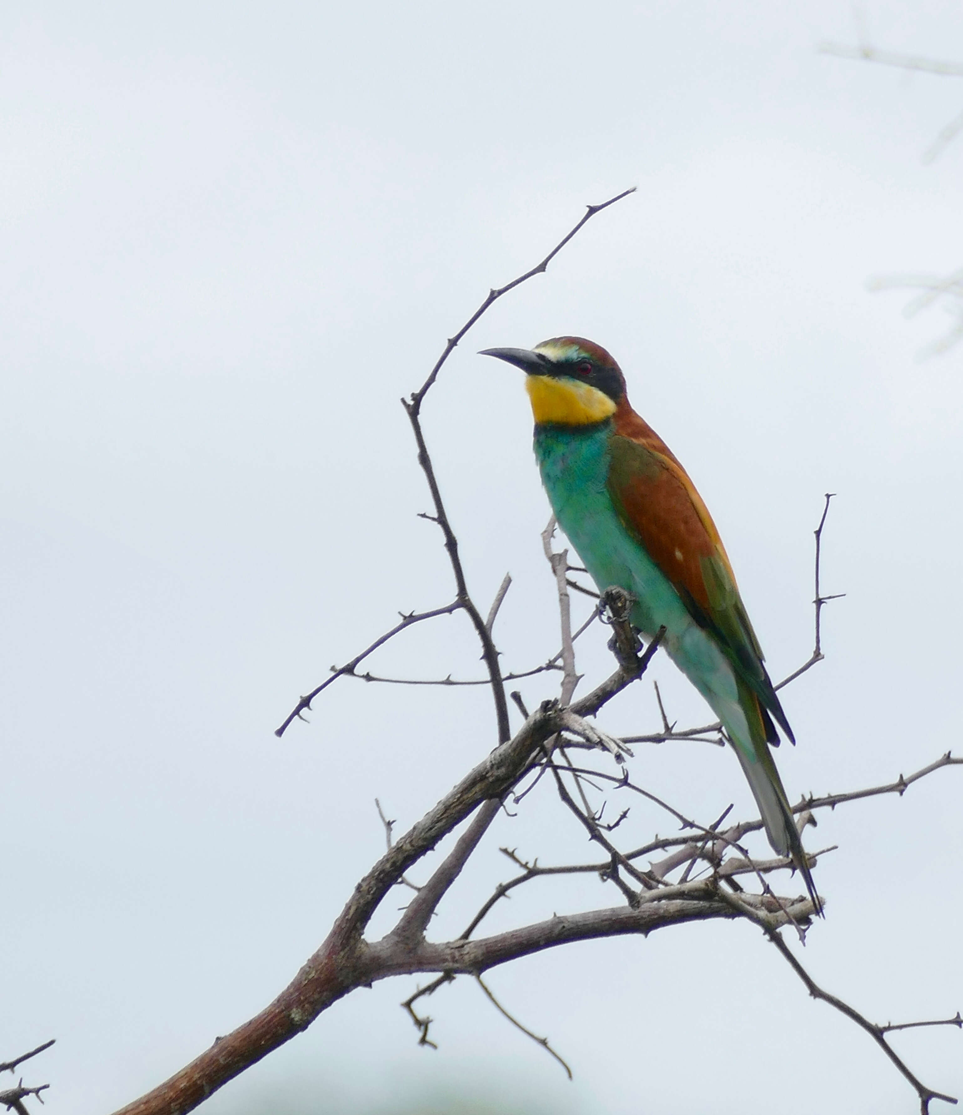 Image of bee-eater, european bee-eater