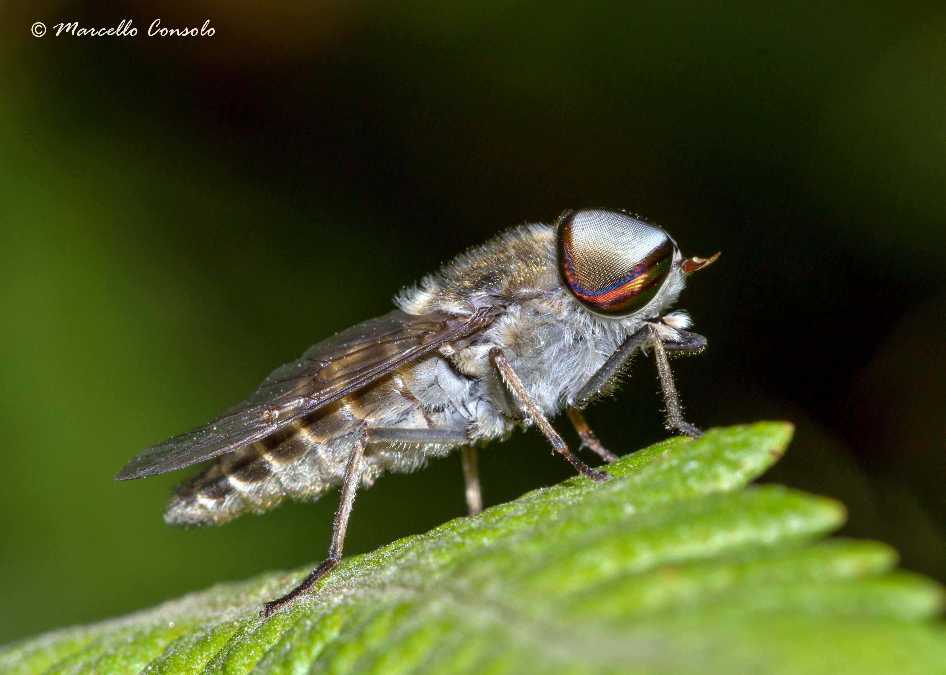 صورة Tabanus glaucopis Meigen 1820