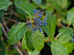 Image of Guelder Rose