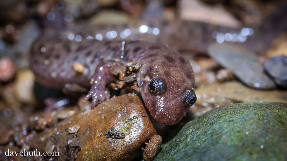 Image of dusky salamanders