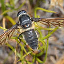 Image of Comptosia aurescens Yeates 1991