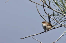 Image of fairywrens and relatives