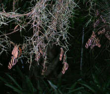 Image of Heliconius