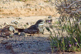 Image of Lesser Nighthawk