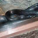 Image of Baja California Rat Snake