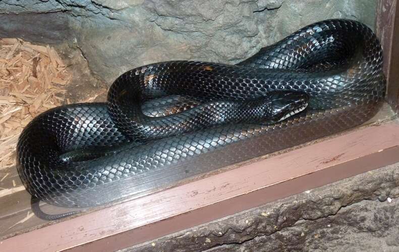 Image of Baja California Rat Snake