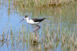 Image of Black-winged Stilt