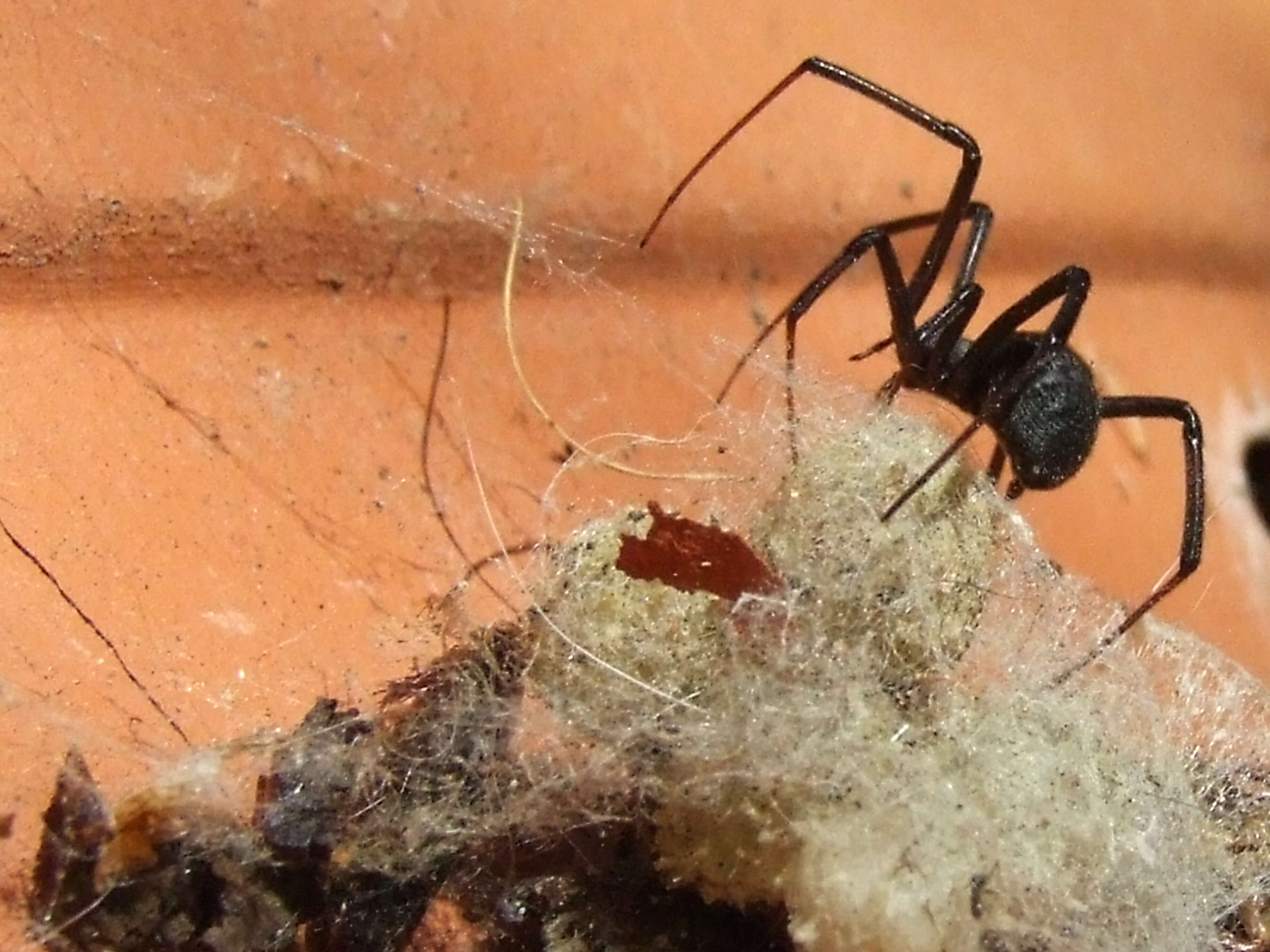 Image of Latrodectus