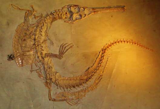 Image of Steneosaurus