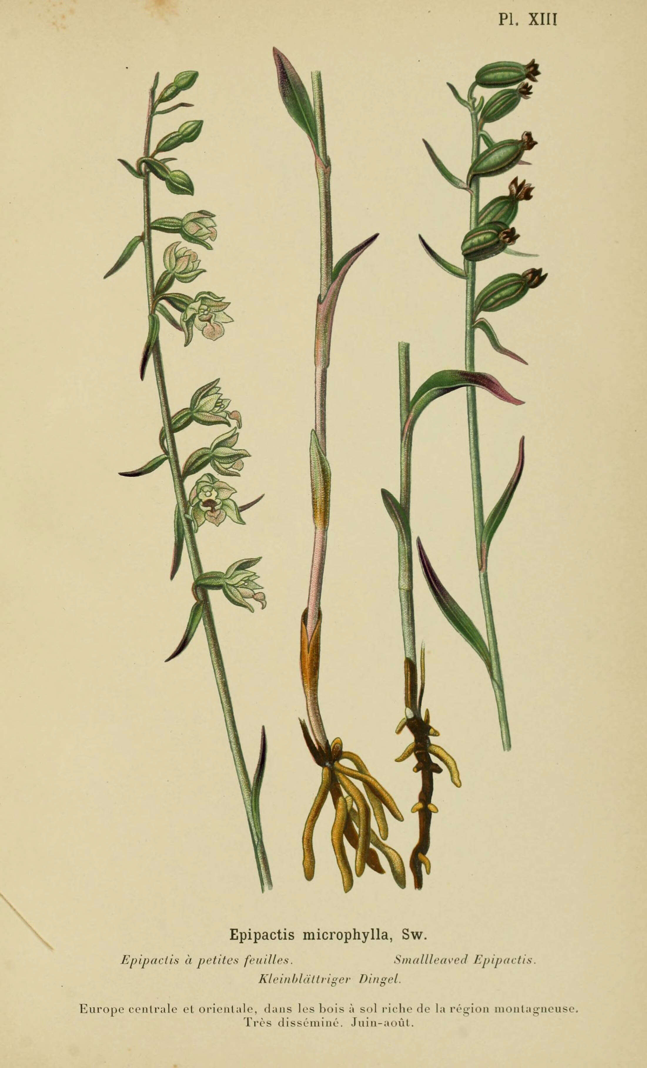 Image of Helleborine