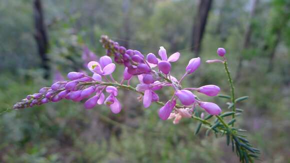 Image of milkwort