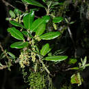 Image of Quercus spinosa David