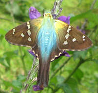 Image of Long-tailed Skipper