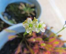 صورة Drosera anglica Huds.