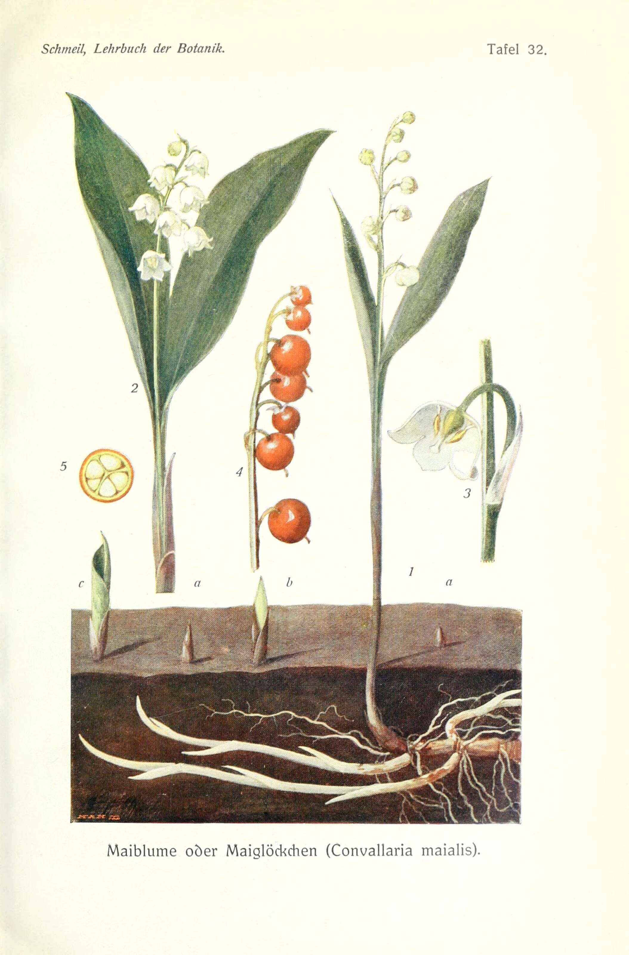 Image of convallaria