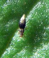 Image of common thrips