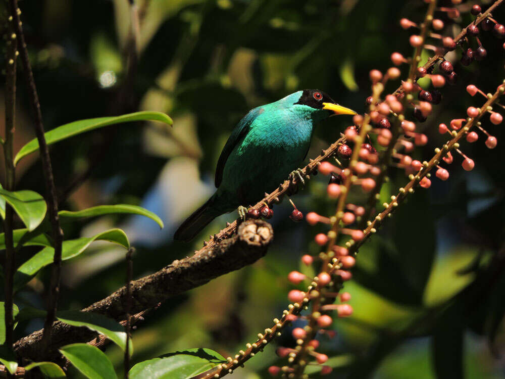 Image of Sarcopera sessiliflora (Triana & Planch.) H. G. Bedell