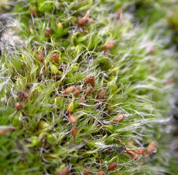 Image of pulvinate dry rock moss