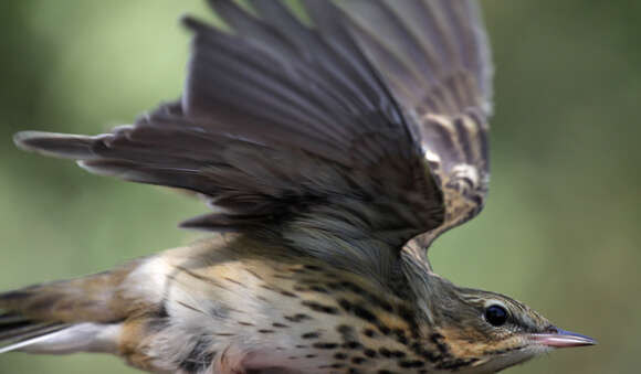 Image de Pipit des arbres