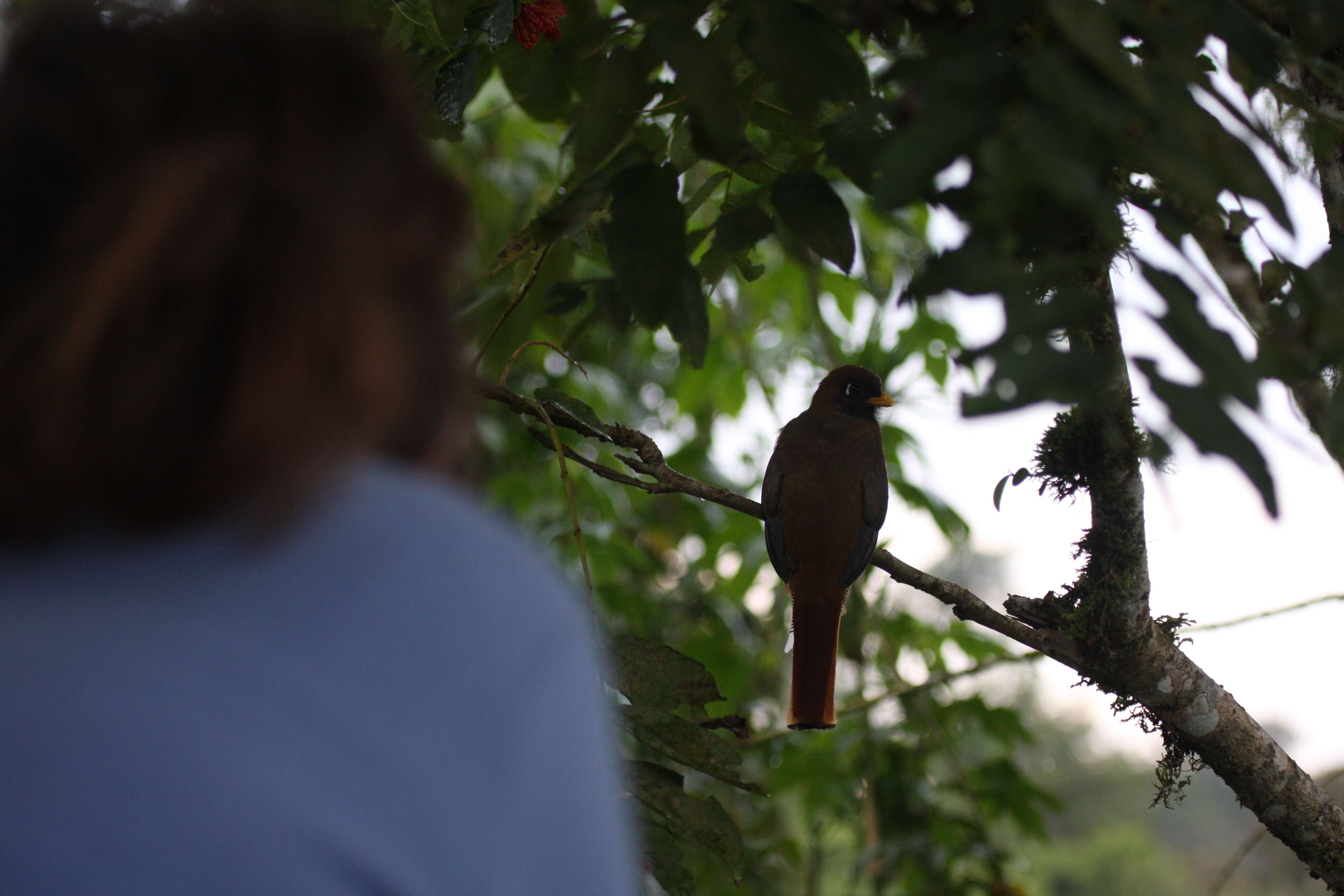 Image of Masked Trogon